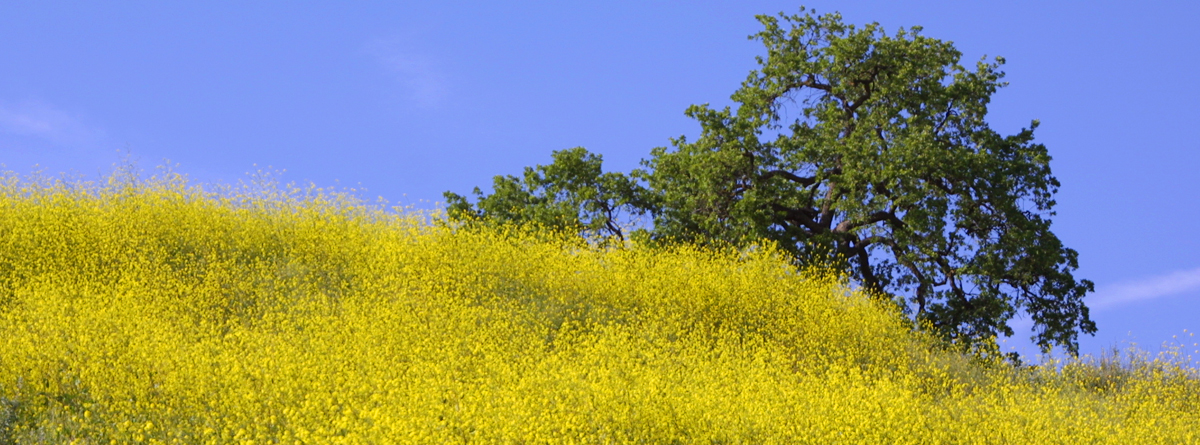 City of Calabasas tweet media