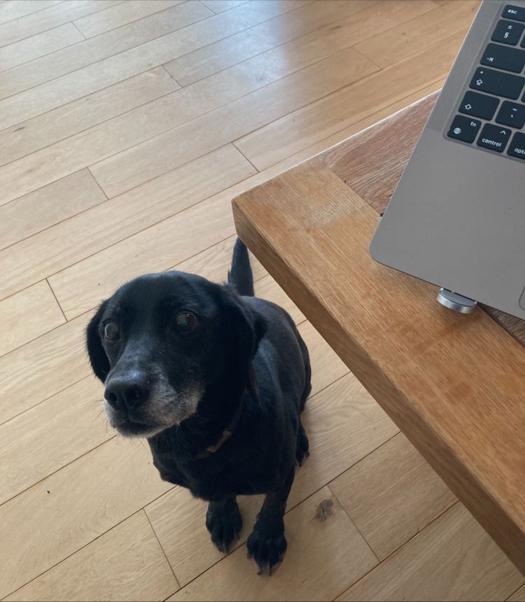 Happy Friday! Jess has been my work buddy for the day❤️🐾

#hybridworking #wfh #pr #dogsatwork #motivepr