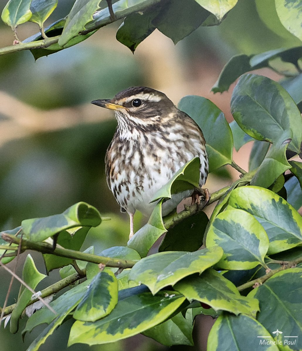 A lovely Redwing keeping his eye on me! #BirdsSeenIn2023 #BirdsOfTwitter #birdphotography #birds #TwitterNatureCommunity #TwitterNaturePhotography #nikonphotography #birdwatching @thephotohour #redwing