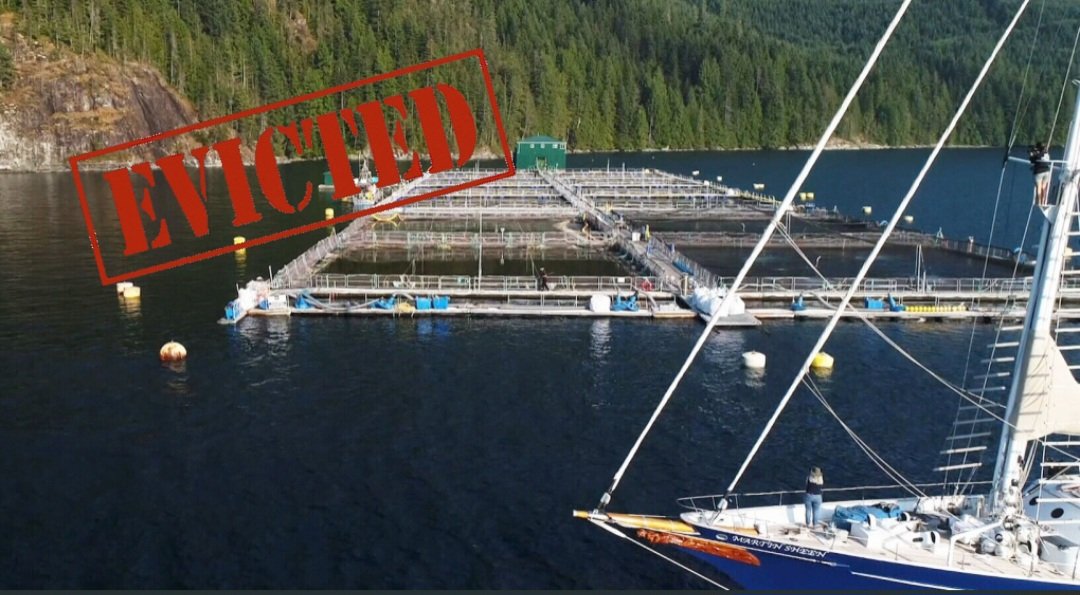 The evictions continue! Open-net pens and bad science are no longer welcome in the Broughton Archipelago. The heart of Kwakwaka'wakw territories will never again be a dangerous passage for wild fish. Gilakas'la ❤️
#salmonfarms #sealice #IYKYK