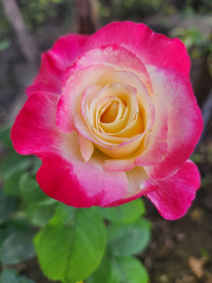 shalivahan's tweet photo. #FlowersForFriday #Flowers #GardeningTwitter #gardening @3d_india @atulMbhatnagar @christinedemar @iamvinnisharma https://t.co/3bETEjvFFW