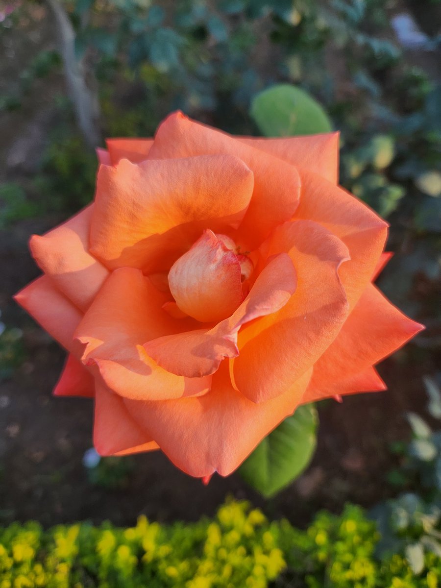 shalivahan's tweet photo. #FlowersForFriday #Flowers #GardeningTwitter #gardening @3d_india @atulMbhatnagar @christinedemar @iamvinnisharma https://t.co/3bETEjvFFW