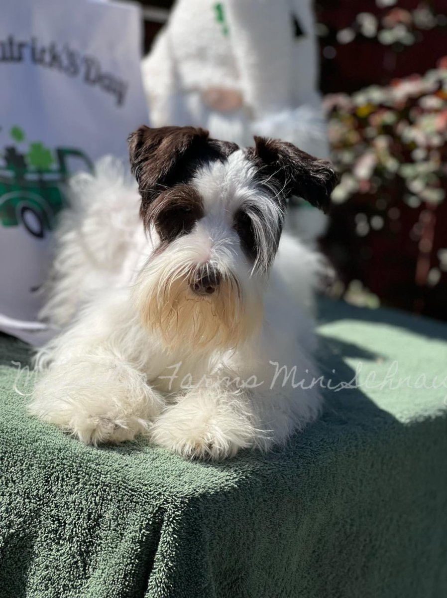 FarmsPaws's tweet photo. Liver parti girl #MiniatureSchnauzer #Schnauzer #DogsOfInstagram #dogsofinstagram #dogsoftwitter #schnauzergang #schnauzeroftwitter #schnauzer #minischnauzer #miniatureschnauzer #schnauzers https://t.co/b3NObULV7s