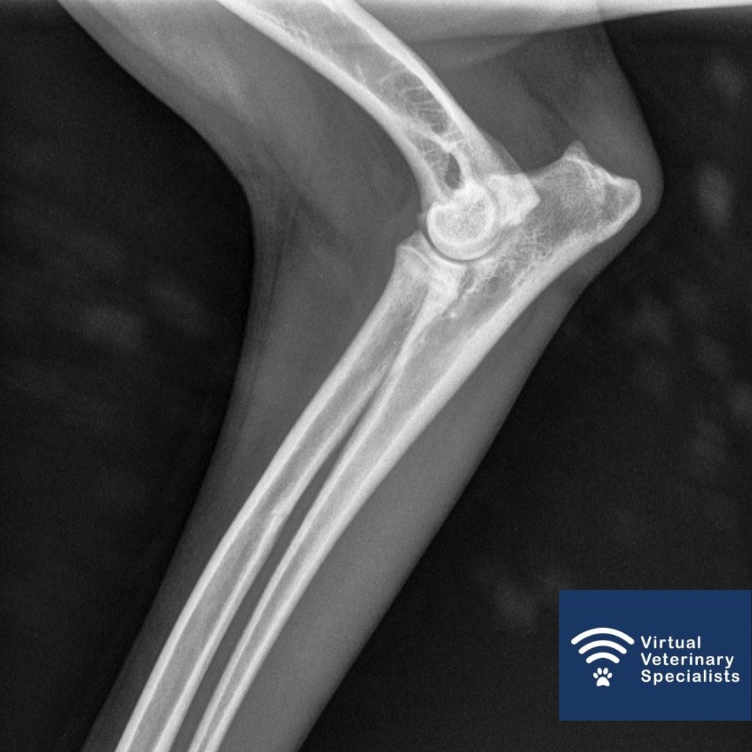 You can now submit your radiographs for specialist review easily through our website!

Available to all practices in the UK and beyond. Follow the link to find out more and request a specialist report for your radiographs.

vvs.vet/vvs-radiology-… 

#veterinaryradiology