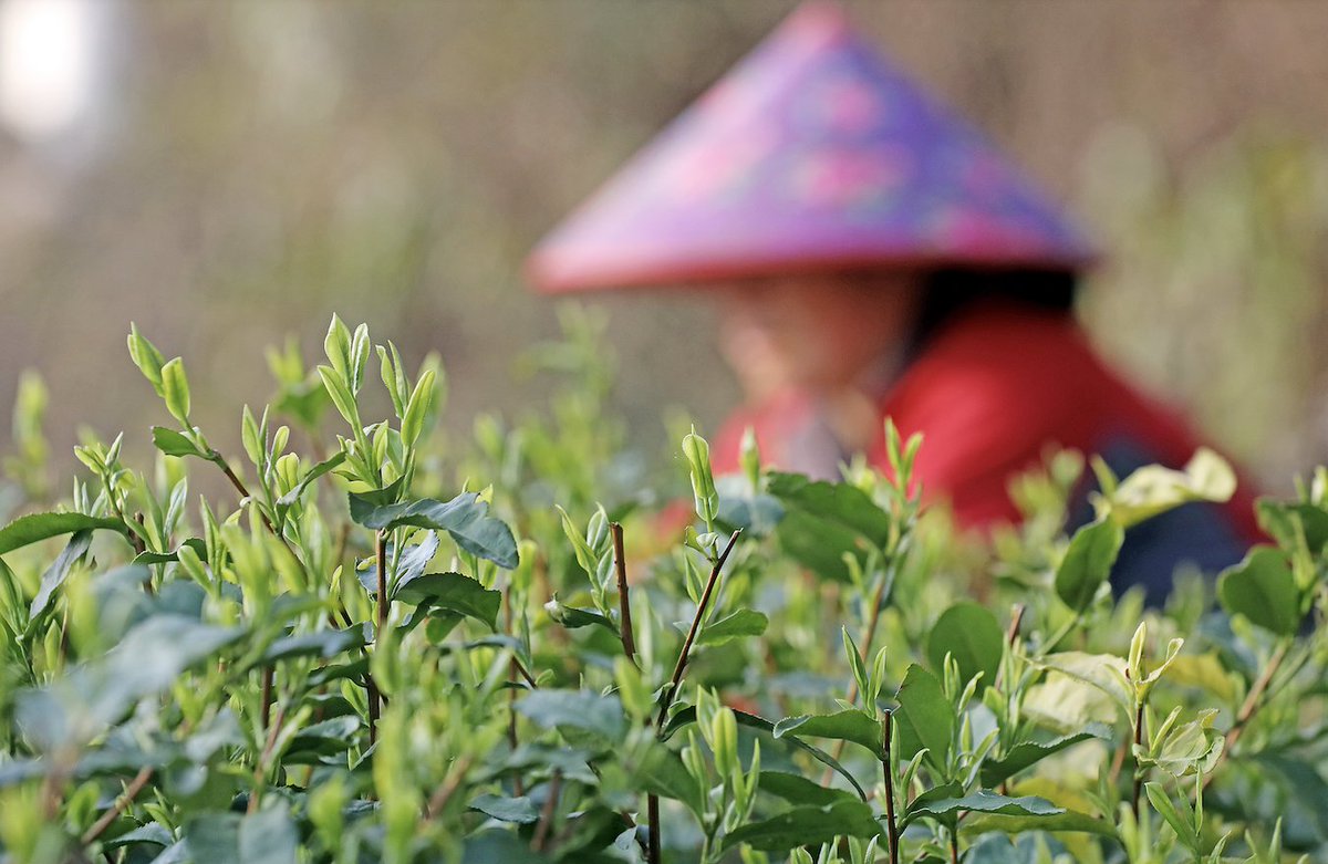 hangzhoufeel's tweet photo. Several farmers🧑‍🌾 recently started picking Longjing tea🌿🌿 on a plantation in Wengjiashan village, #Hangzhou, after forecasts predicted a cold front. The fragrance of Longjing tea will soon be wafting in the air. [📸/IC] #TastyHangzhou https://t.co/ClyMRea2Gc