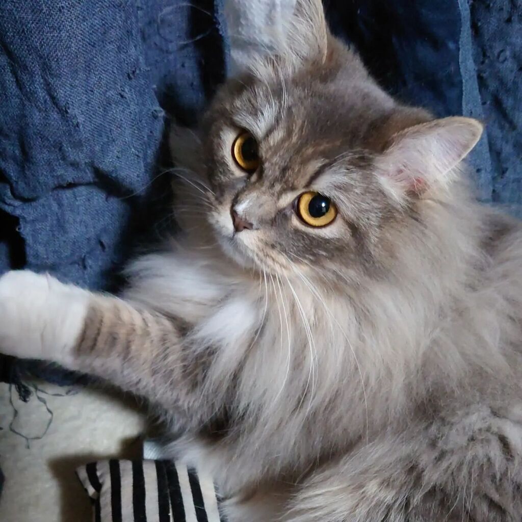 cat_rosmo's tweet photo. カーテン…
#ロスモ #rosmo #猫 #ねこ写真 #ねこすたぐらむ #cat #catstagram #catphoto #カーテン #爪とぎ #ノルウェージャンフォレストキャット #norwegianforestcat #nofilter https://t.co/hVcsQ3A1MU https://t.co/nIWCei7p0w