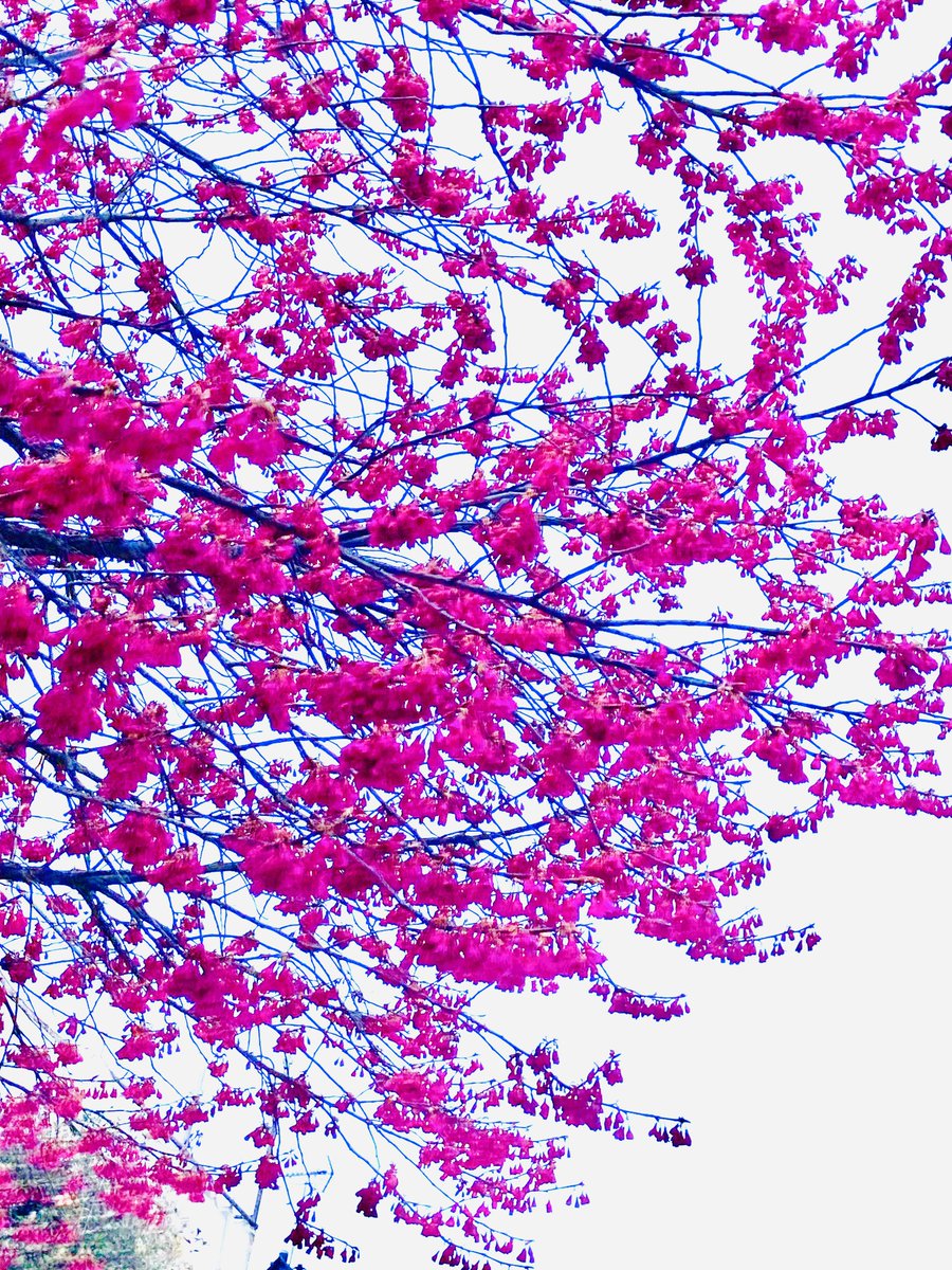 「春ですね。 」|奈頼vs原稿。のイラスト