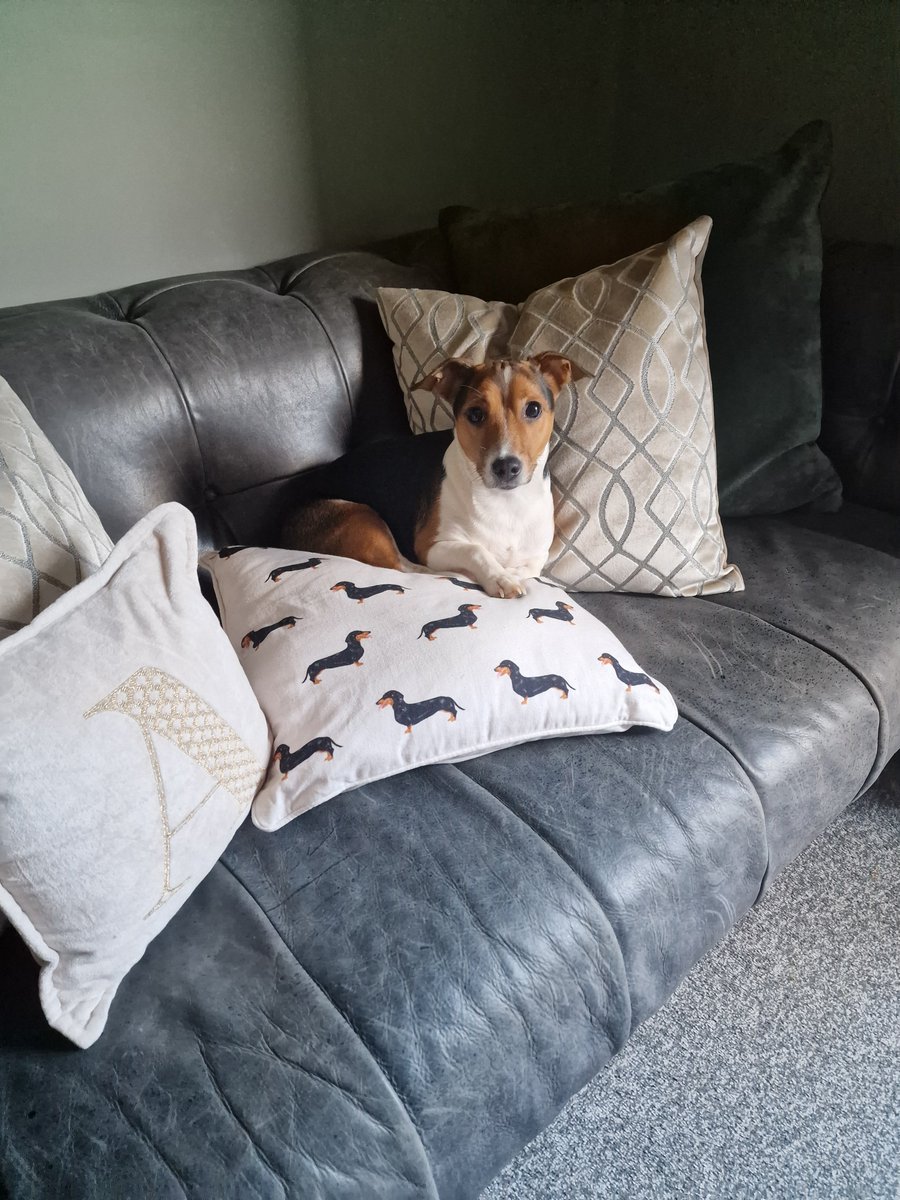 When you're a Jack Russell Terrier but your pillow isn't... #LifeIsUnfair #JackRussellTerrier #PillowProblems