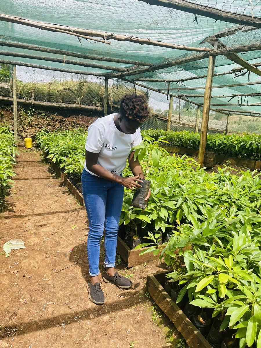FaithChela5's tweet photo. Just visited Thimba Farm for an insightful session with Prof Kibe on seed potato postharvest handling and avocado plantation management. Farmers learned the importance of correct seed store management for optimal yields. #agriculture #TAGDev @ruforumsec https://t.co/Te6B6VEi78