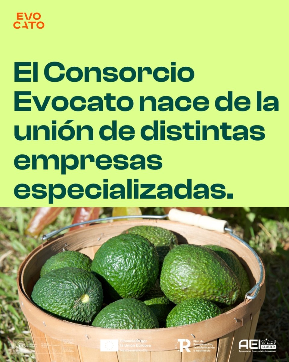 EvocatoOptimo's tweet photo. ¿Conoces el #Team Evocato? 

Descubre más aquí ⬇️
https://t.co/nddjpdJoc8

#evocato #avocado360 #aguacate https://t.co/mUgfviemGU