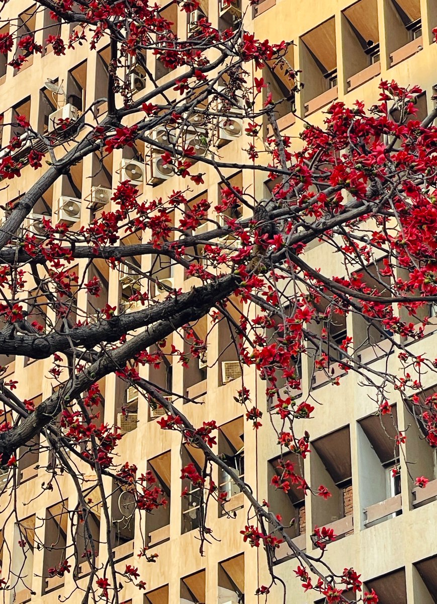 ParomaMukherjee's tweet image. Another KG Marg building, dressed in a Semal bloom. #Spring #Delhi #semal #TreesOfDelhi #March