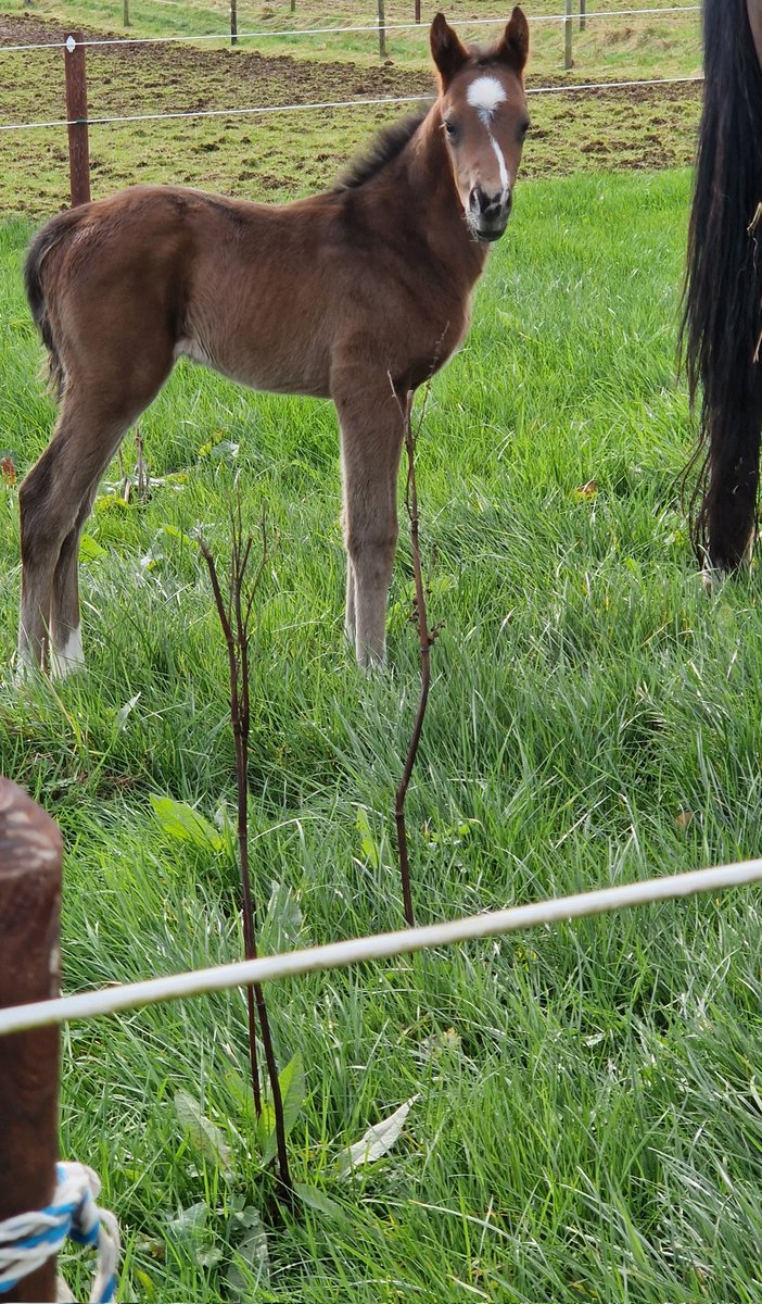 ChapelLaneJ2E's tweet photo. If all of ALKUMAIT's (Showcasing) first foals are as smart and forward as this chap at just 48hrs old he could be a real dark horse. https://t.co/toCln2HwIh
