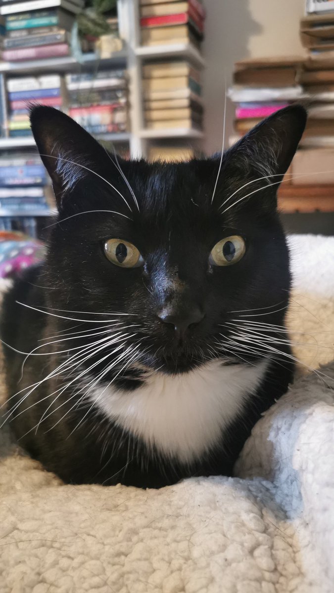 merrowchild's tweet photo. Today is a day. I need cute pet photos to sustain me please

In return, I present to you Captain Haddock, scourge of the wilds of Sussex #cats #CatsOfTwitter https://t.co/PY1juhFUnE
