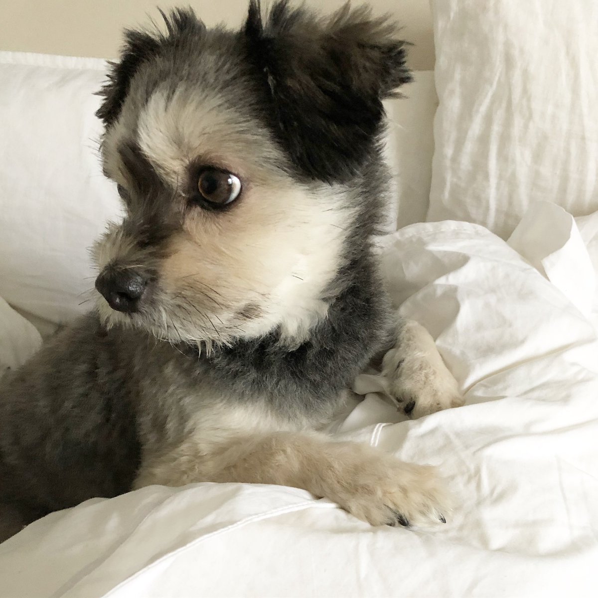 Patrik Lindberg tweet media