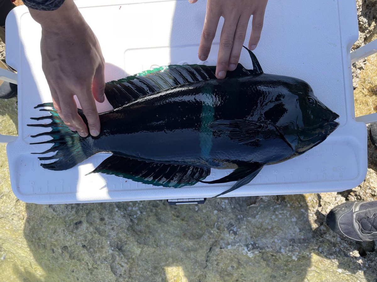 yuuuro32's tweet photo. 沖縄でのフカセ釣りたぶん最後釣行🎣
魚が全然見えない中、底の方で餌拾ってるやつがいたのでそのまま沈めて置いといたらひったくり！
最後にいい思い出ができました😊
やっと白ビーで強いやつとやり合えた‼︎
#カンムリベラ https://t.co/ecZsg0seRN
