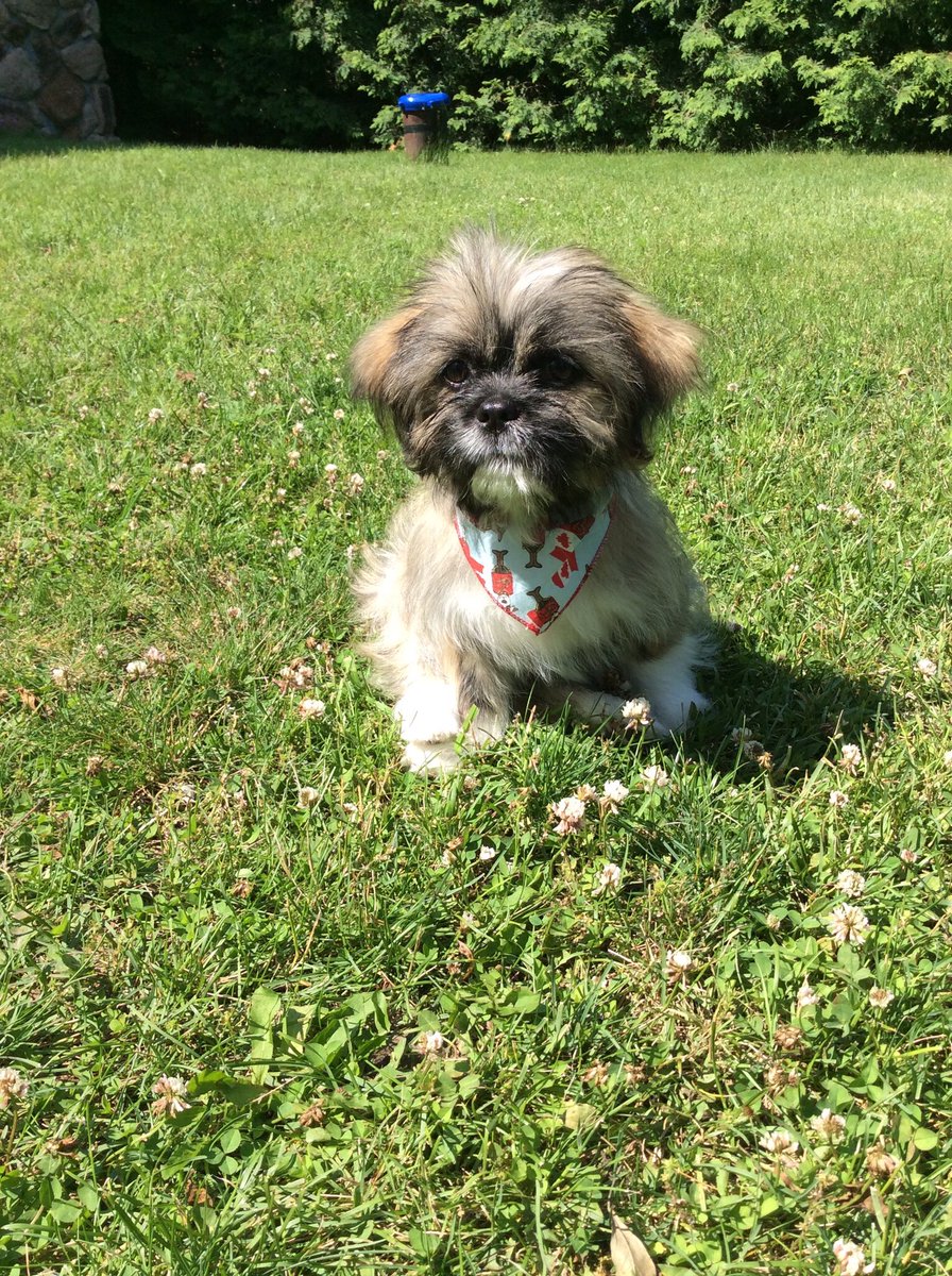 CedarShihTzu's tweet photo. Happy 6th Birthday Cedar,
You make us laugh everyday, we love you 🫶🫶 https://t.co/VPWwqKuSR8