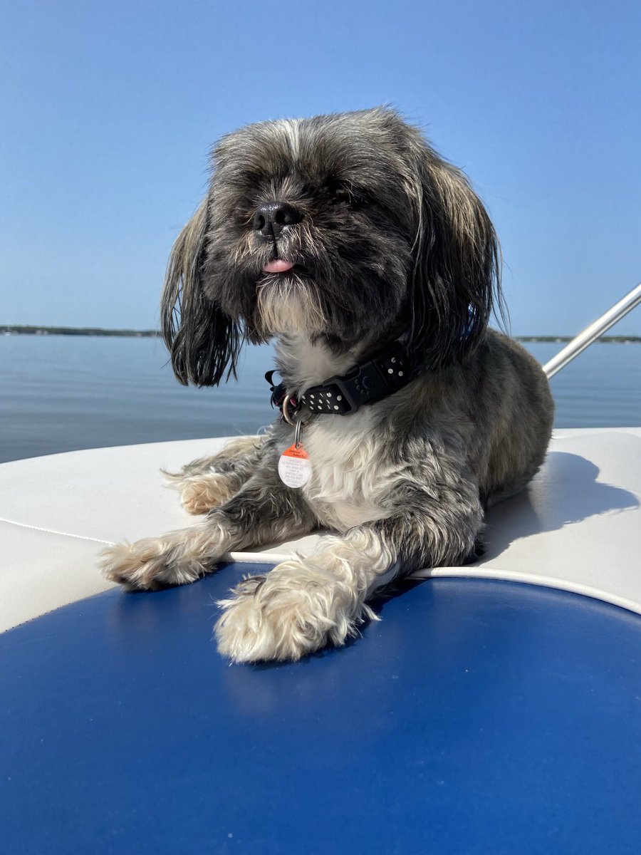 CedarShihTzu's tweet photo. Happy 6th Birthday Cedar,
You make us laugh everyday, we love you 🫶🫶 https://t.co/VPWwqKuSR8