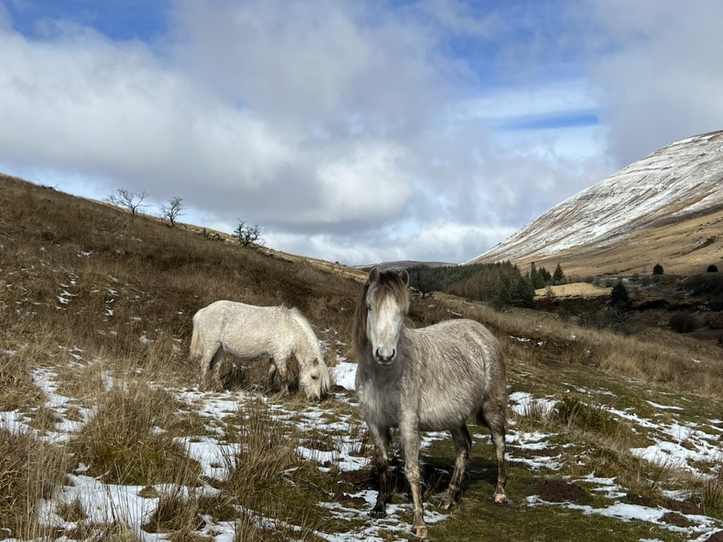 Some wild ponies on a walk with Alf #breconbeacons