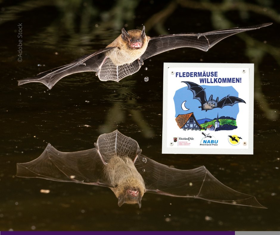 „#Fledermäuse tragen zum ökologischen Gleichgewicht bei“, so Umweltstaatssekretär <a href="/erwin_manz/">Erwin Manz</a> bei Übergabe der <a href="/NABU_de/">NABU 🦤</a> -Plakette „Fledermäuse willkommen“ an die evangelische Kirchengemeinde Bad Kreuznach. Als #Insektenfresser helfen sie bei der Bekämpfung von #Schadinsekten. 🦇