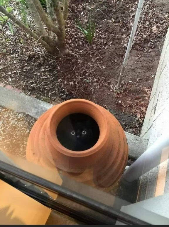Thereisnocat_'s tweet photo. https://t.co/db3ZSNk9xT