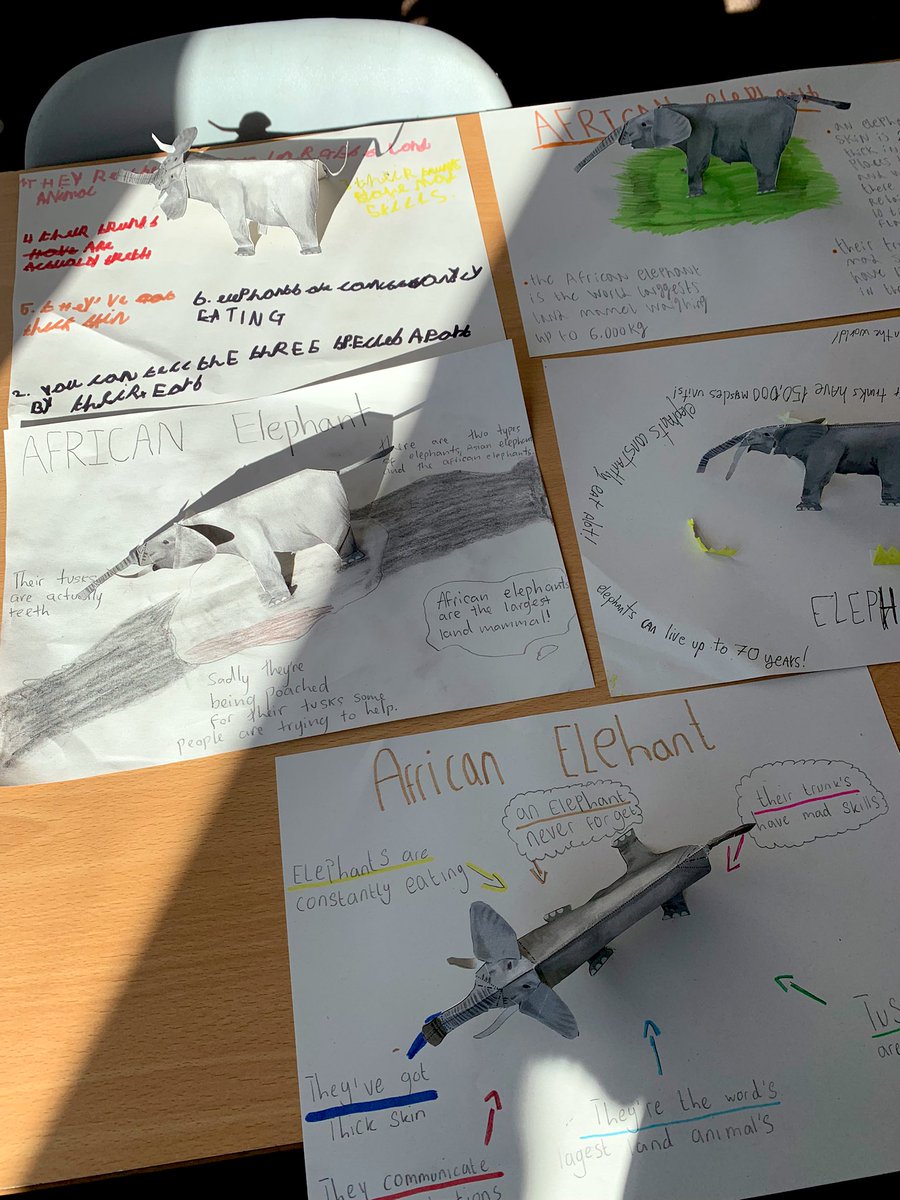 S1’s have been learning about the Savanna biome and have looked at the African Elephant as a case study!! these 3D models and posters are amazing 🐘🌅 
<a href="/CchsSocSubs/">SocSubsCCHS</a> 
<a href="/CCHSEdinburgh/">Craigroyston CHS</a>