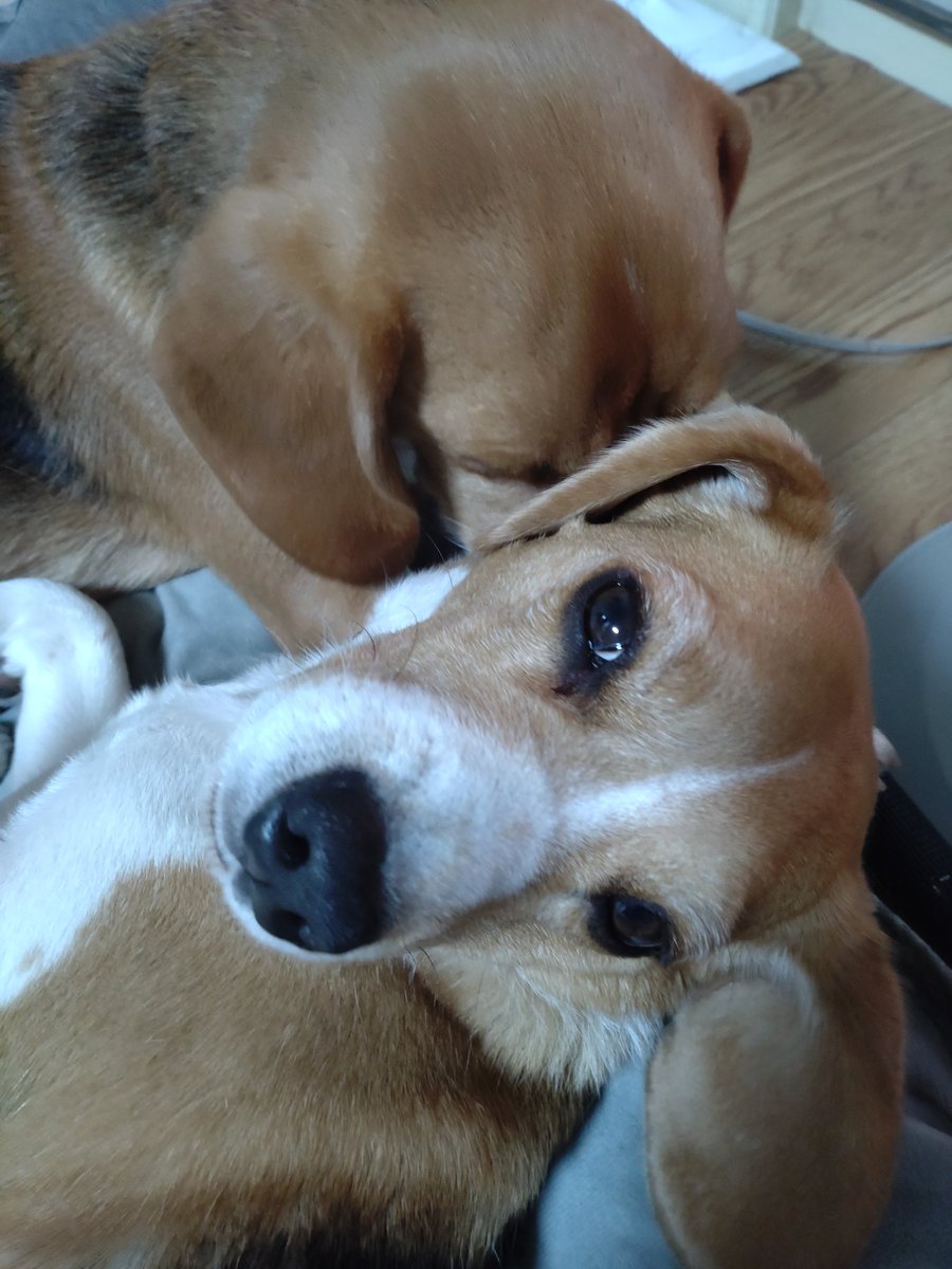 イチャコライチャコラ🐶❤️🐶