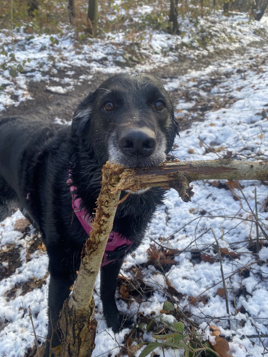 HellingtonBoots's tweet photo. A #Stellasaurus Step by step guide to #Chomps:
1. I kisses.π
2. I nibbles.π¬
3. I bites.π¦·
4. I CHOMPS!!! π¦πβπ¦ΊπΎ
#TeamChomp https://t.co/i7sOQzVX3R