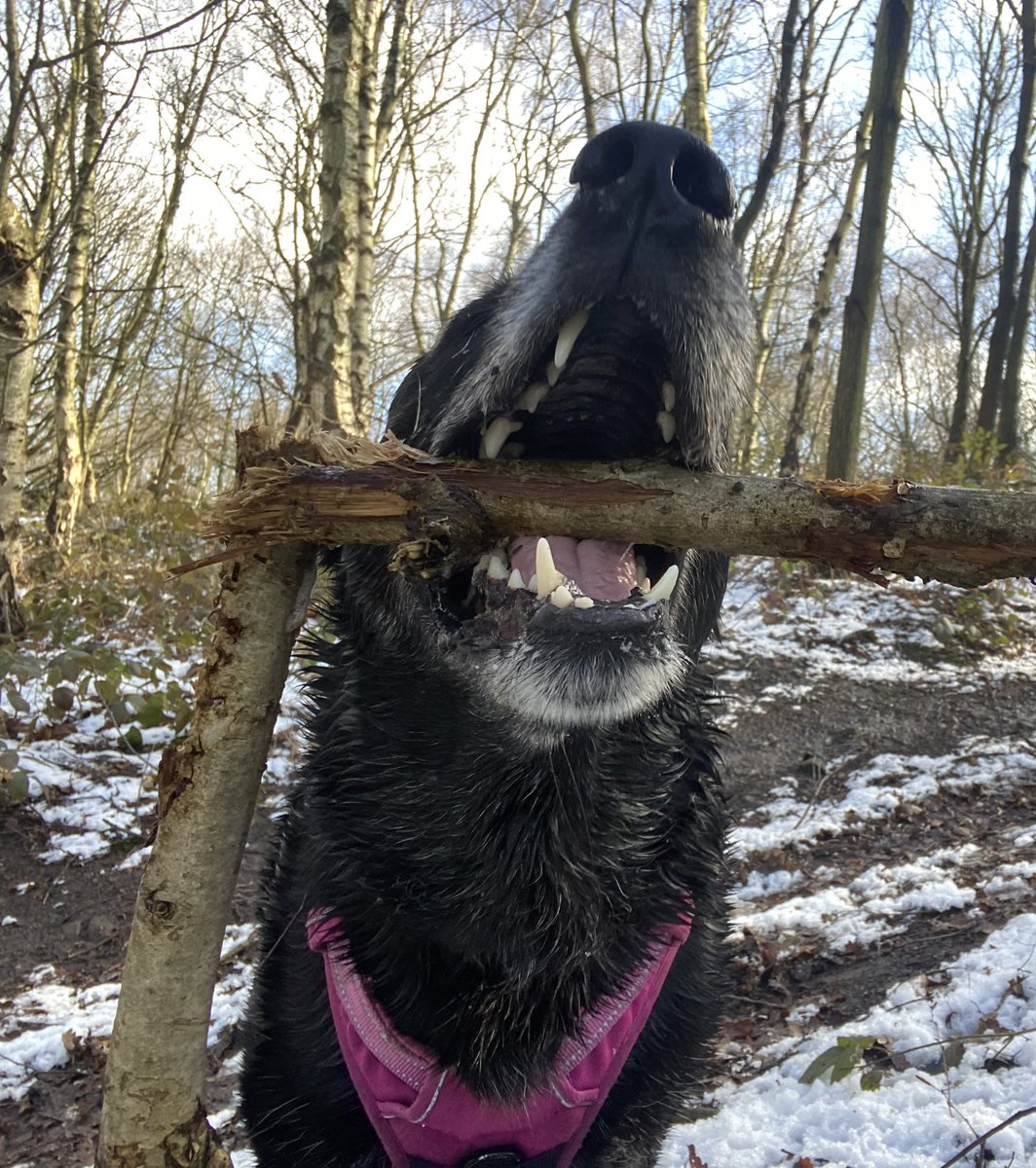 HellingtonBoots's tweet photo. A #Stellasaurus Step by step guide to #Chomps:
1. I kisses.π
2. I nibbles.π¬
3. I bites.π¦·
4. I CHOMPS!!! π¦πβπ¦ΊπΎ
#TeamChomp https://t.co/i7sOQzVX3R