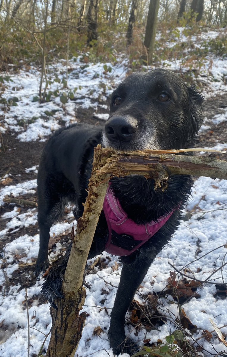 HellingtonBoots's tweet photo. A #Stellasaurus Step by step guide to #Chomps:
1. I kisses.π
2. I nibbles.π¬
3. I bites.π¦·
4. I CHOMPS!!! π¦πβπ¦ΊπΎ
#TeamChomp https://t.co/i7sOQzVX3R