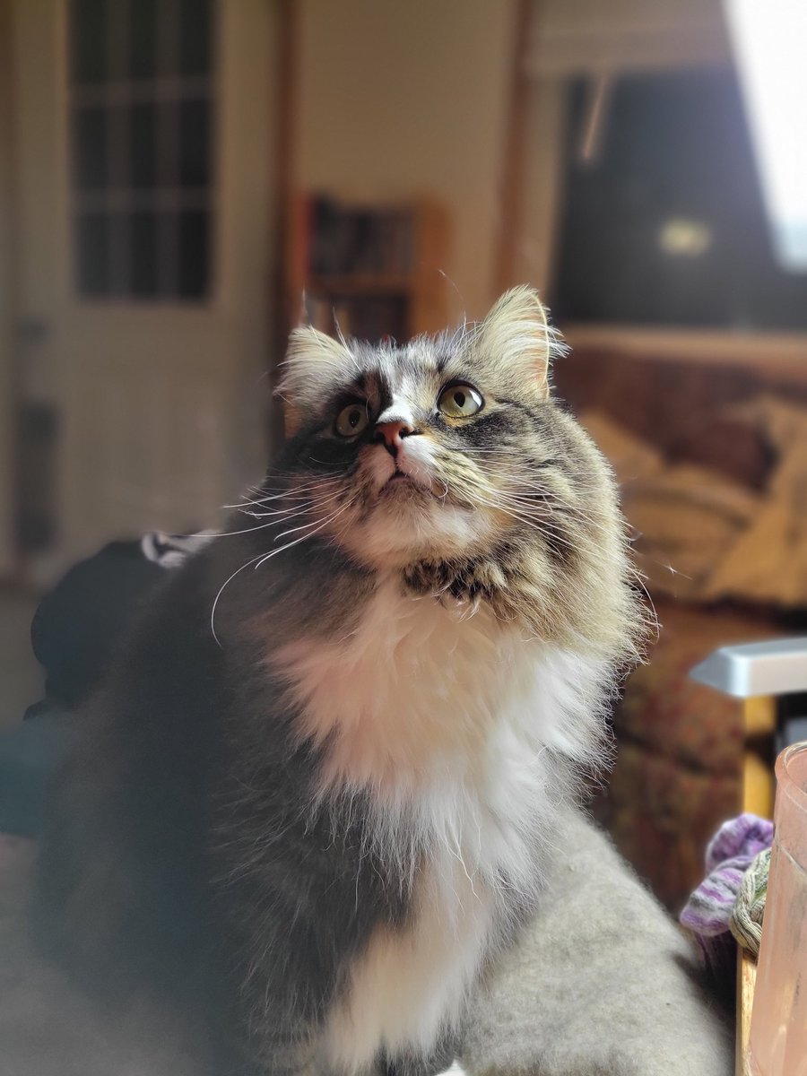 EGOTKittens tweet media