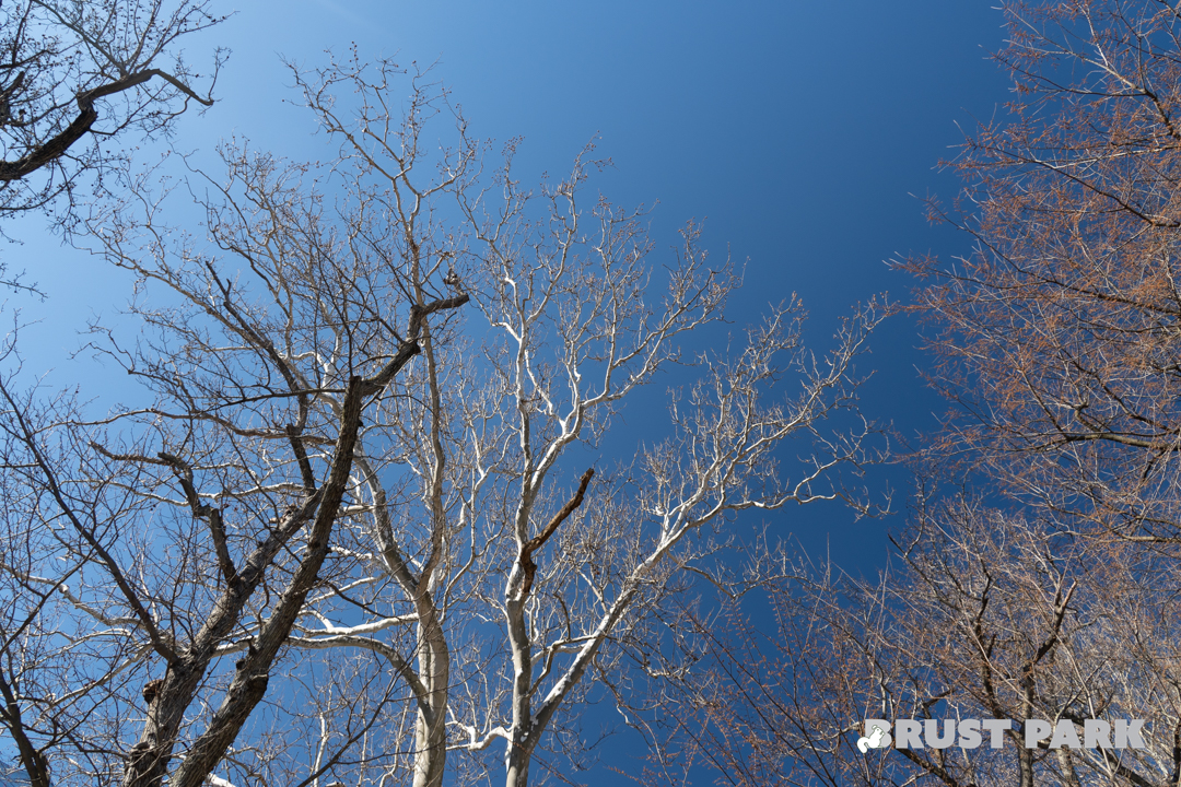 I love the sky gradient of this photo.  I thought about cropping it, but it lost something.  So here it is no cropping.

#brustpark #park #sky #trees #noleaves #spring #bronx #newyorkcity #riverdale