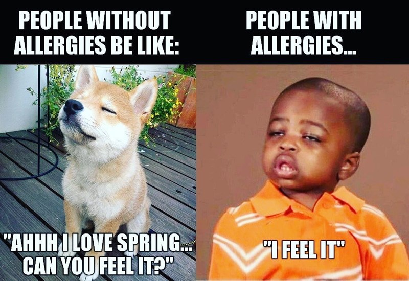 HWSapp's tweet photo. We know allergies be like: https://t.co/Shs33jHv8j