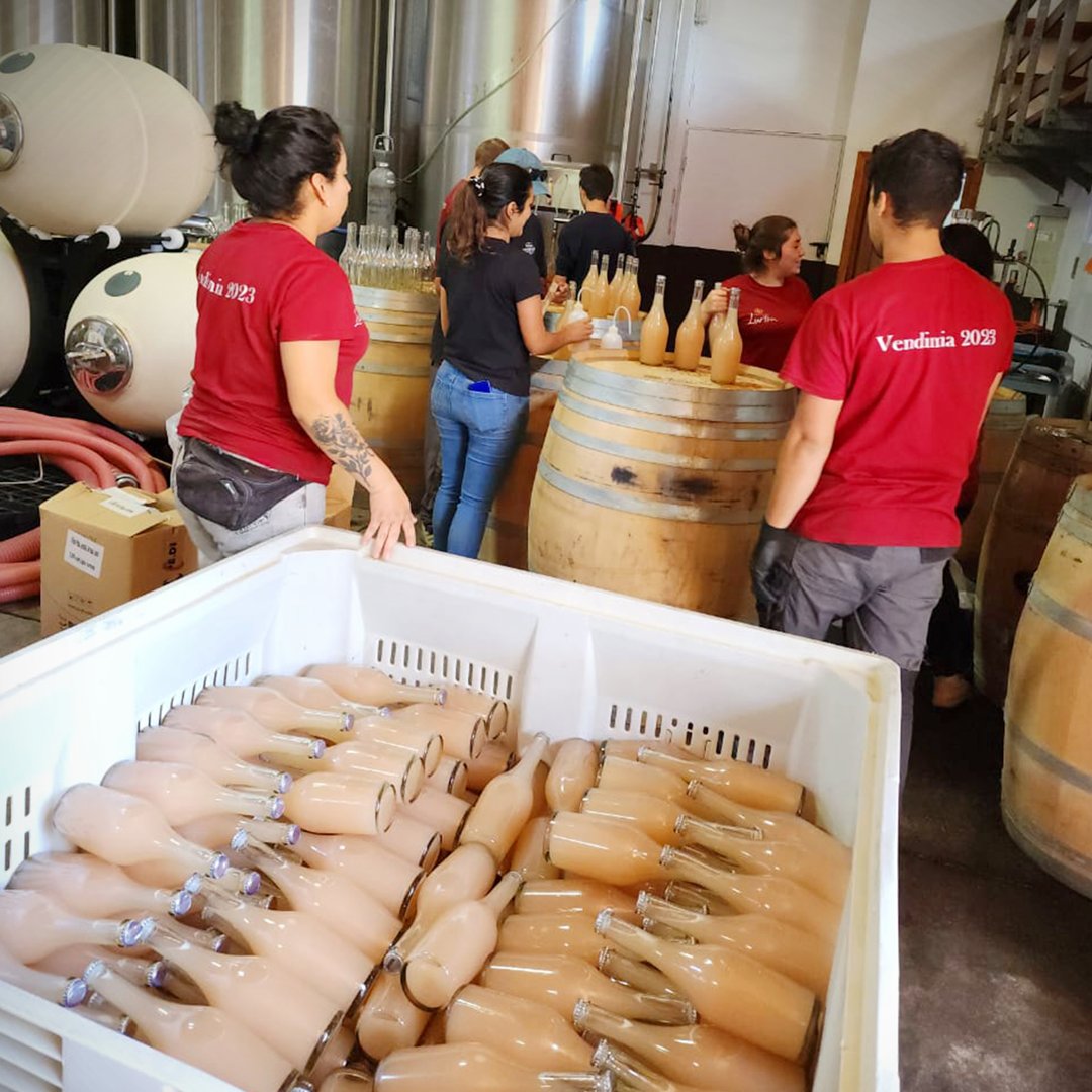 ¡Envasando nuestro Une L'Atelier Pet Nat! 🍾💕
Este delicioso vino rosado tiene un color ojo de perdiz y una turbidez natural que le da una característica única que lo convierten en el acompañante perfecto para disfrutar en una tarde de verano.
 🍷😋 

#UneLAtelier #PetNat