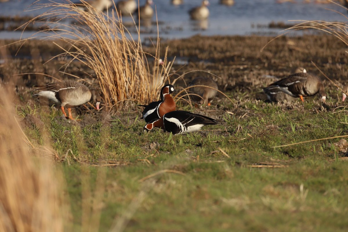 JeffBouton's tweet photo. The shy Red-breasted Goose is a globally threatened species, help team Kowa Scopers in our campaign to raise conservation funds for these birds! https://t.co/mN04pKGXHL #cotf23 #givegeeseachance #gochampions #kowascoping @flywaychampions @BirdLife_News @BirdLifeEurope https://t.co/mIN5BZSxa0
