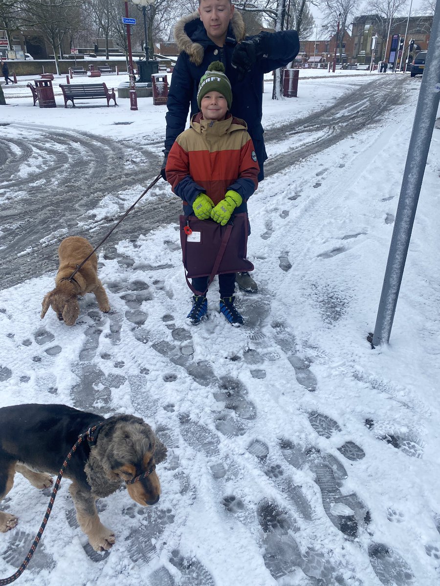 CockerShow's tweet image. Supa important job dis mornin. Escorted the youngest pack member to school in the white crunch stuff. Followed by a run around my fav field and a  nice roll around in the fluffy white stuff. Top start to the day before humum started work. Yappy mornings #showcockerlove