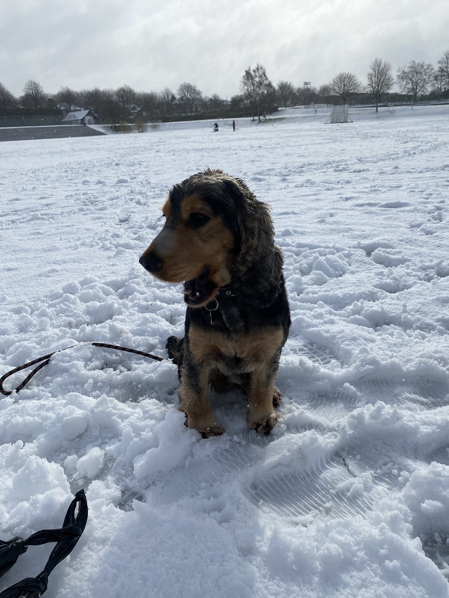 CockerShow's tweet image. Supa important job dis mornin. Escorted the youngest pack member to school in the white crunch stuff. Followed by a run around my fav field and a  nice roll around in the fluffy white stuff. Top start to the day before humum started work. Yappy mornings #showcockerlove