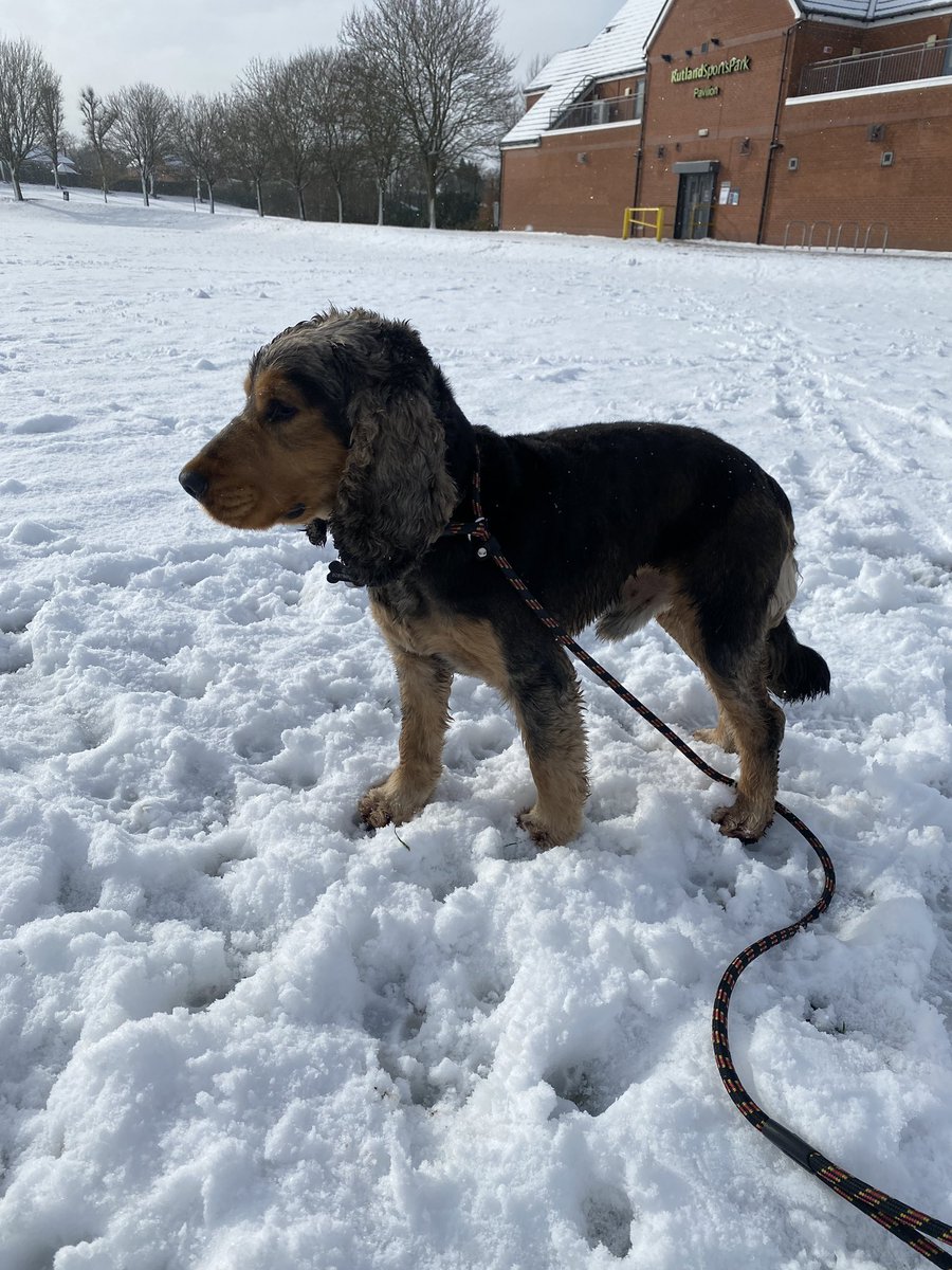CockerShow's tweet image. Supa important job dis mornin. Escorted the youngest pack member to school in the white crunch stuff. Followed by a run around my fav field and a  nice roll around in the fluffy white stuff. Top start to the day before humum started work. Yappy mornings #showcockerlove