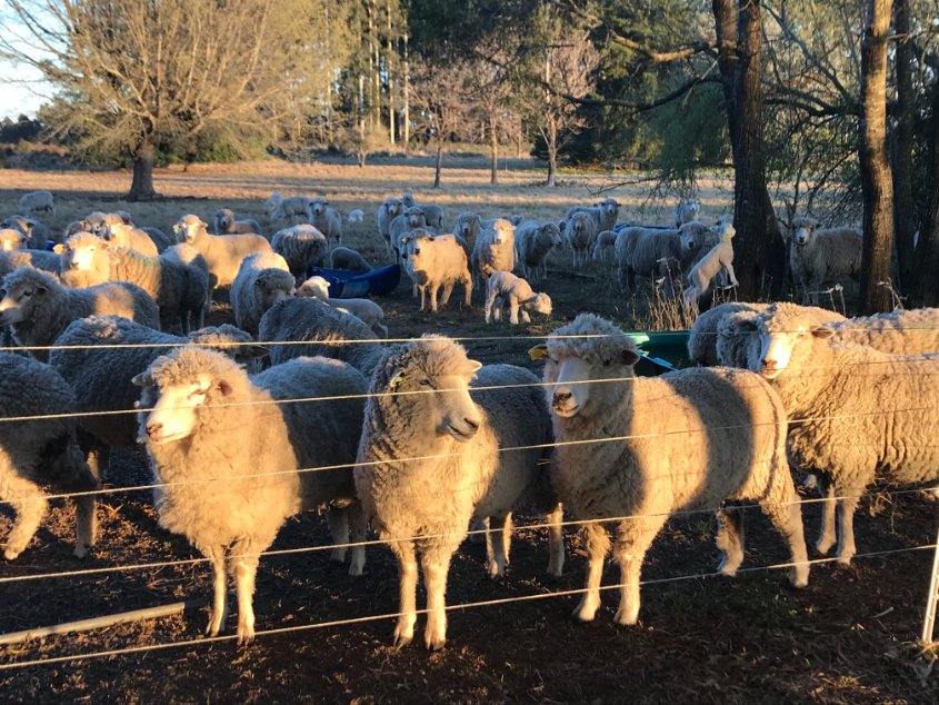 OVINOS
¿En qué consiste la investigación del INTA sobre resistencia natural a parasitosis intestinal?
Más información: bit.ly/3YB1K43
<a href="/intaargentina/">INTA</a>