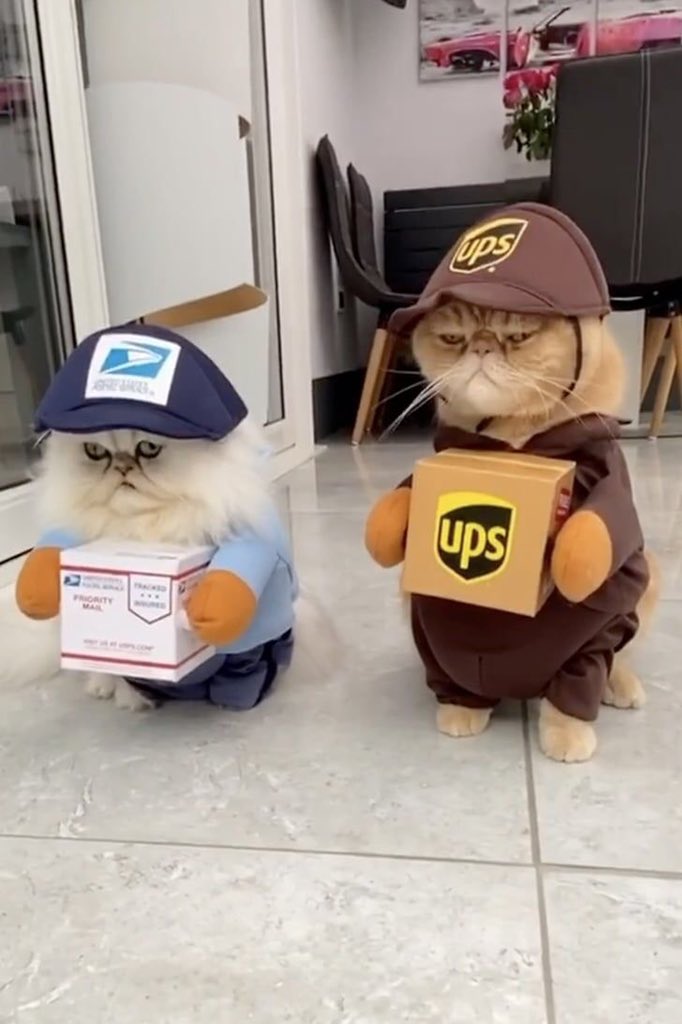 cat dressed as mail carriers