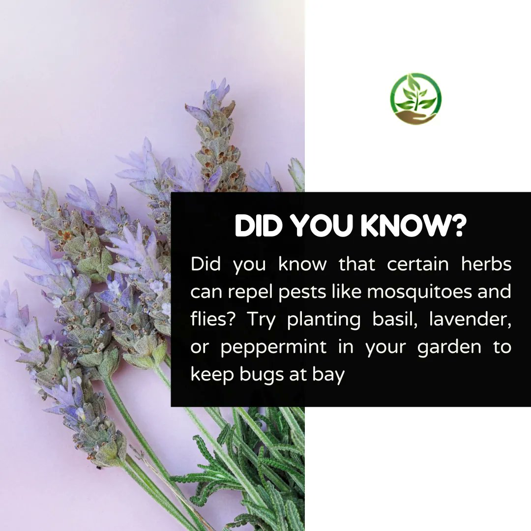 rightplantz's tweet image. Did you know that certain herbs can repel pests like mosquitoes and flies? Try planting basil, lavender, or peppermint in your garden to keep bugs at bay. #herbs #naturalpestcontrol