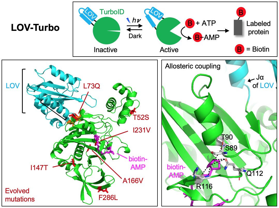 Light-regulated TurboID, or LOV-Turbo, is a feat of engineered allostery, created by @SongyiLee10 and @CheahJoleen via structure-guided design, then optimized by yeast display directed evolution. Activity is nearly undetectable in the dark state, but biorxiv.org/cgi/content/sh……