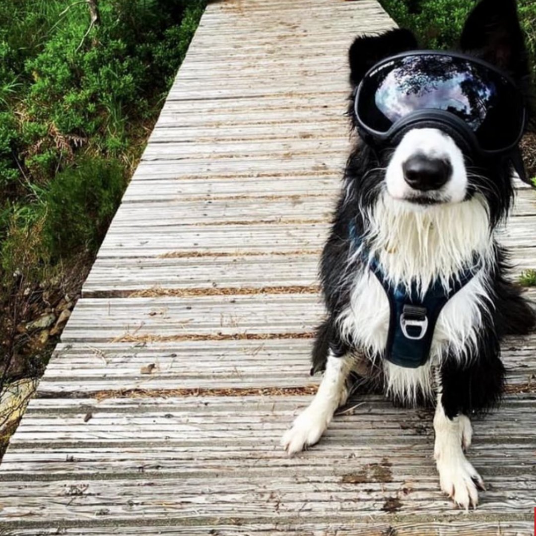 ECG on Twitter "After finding out that Gus, the border collie had an