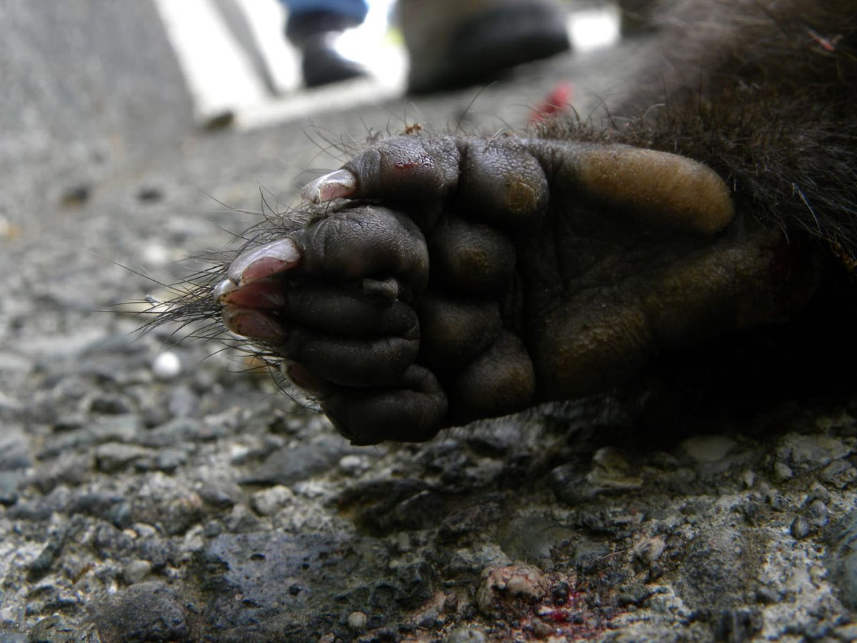 PrensaUNAL's tweet photo. #AgenciaUNAL | Zarigüeyas  y currucutús 👀entre los animales más atropellados en dos vías del Valle de Aburrá. Así lo demuestra investigación realizada por la UNAL Sede Medellín que registró 279 atropellos😭.👉https://t.co/Jwhx1bUJ2C
#MedioAmbiente | #faunasilvestre | #ATROPELLOS https://t.co/bVbx1WrCvr