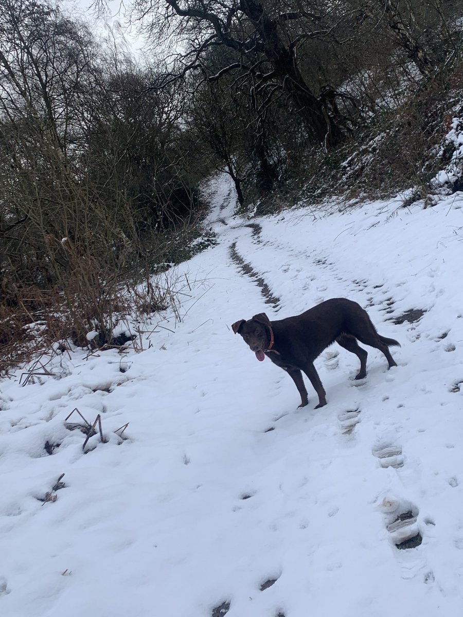 Happy Friday everyone! #dogs #DogsofTwittter #FridayFeeling #fridaymorning