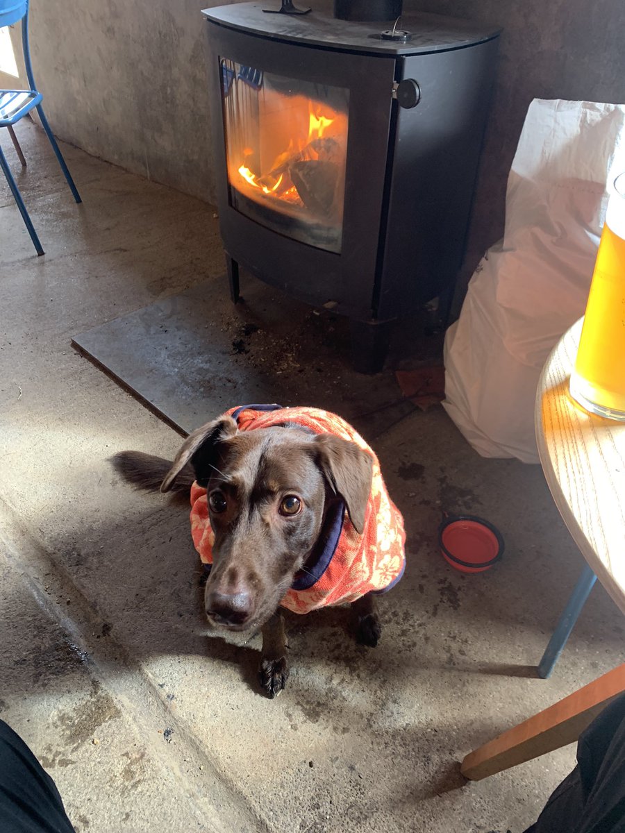 iamislay's tweet photo. Happy Friday everyone! #dogs #DogsofTwittter #FridayFeeling #fridaymorning https://t.co/PVRlsRY1wZ