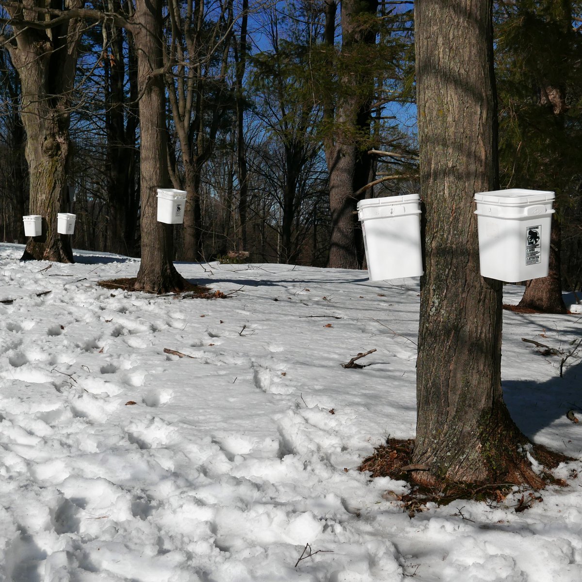 TheBruderhof's tweet photo. Maple sapping is more than just a school project, itโs a tradition. ๐ฅ The students distribute the final product to family and friends #maplesapping #syrupseason #naturesweetness #schoolproject #maplelove https://t.co/OgE6UCJFQz