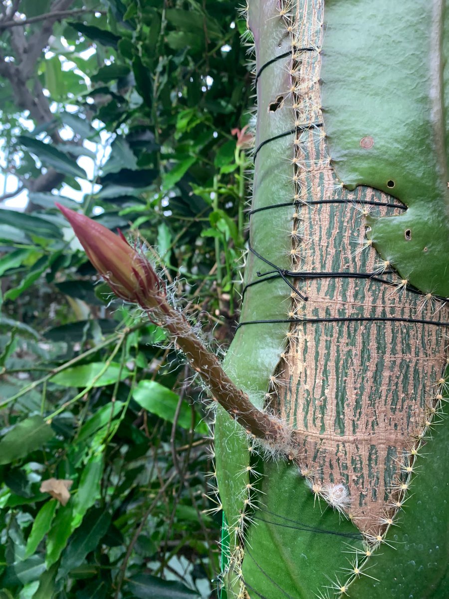 珍種 Strophocactus wittii (Selenicereus wittii) ストロフォカクタス