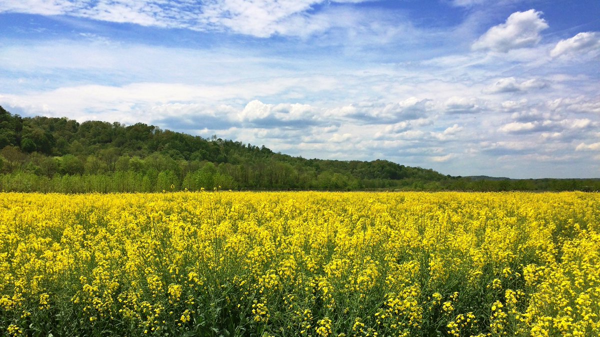 jdekoff's tweet photo. We are looking for a postdoctoral research associate to work with us on winter canola and soil health!

https://t.co/YDD7yfEDn4 https://t.co/UaqlidflQ4
