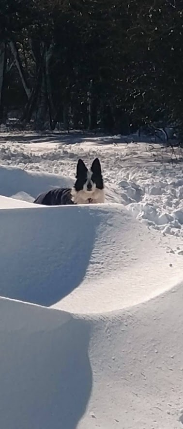 mbccdogtraining's tweet photo. Must be some sheep somewhere! Gail working her way through the drifts.
#shepherding #agriculture #workingdogs #snowdrifts https://t.co/6FJ8i8zgZm
