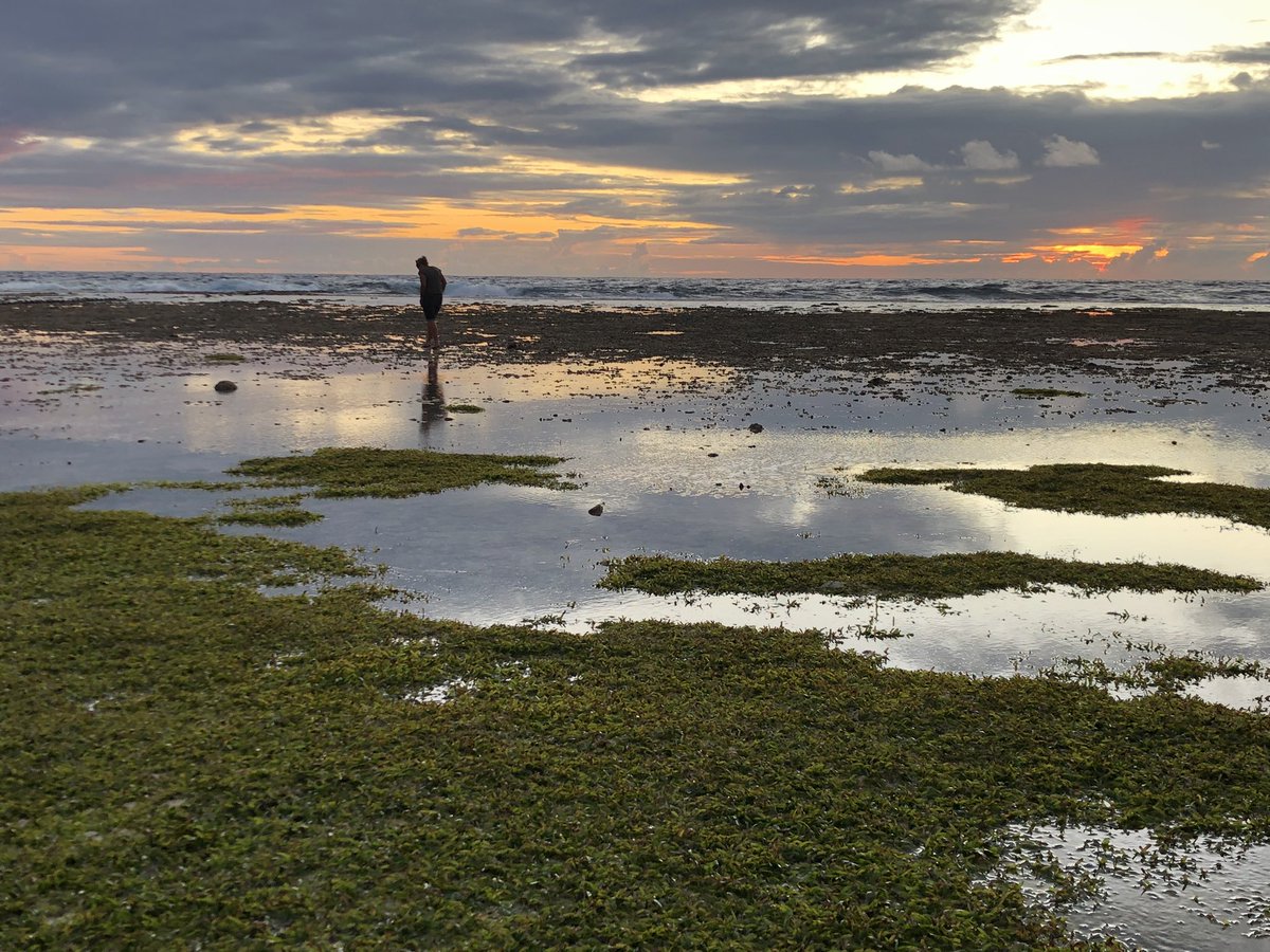 Did you know ? 
Sea grass store up to 18% of the world’s oceanic carbon 

#protectourocean #fuvahmulah #seagrass #ocean #oceanlover #scubadiving
